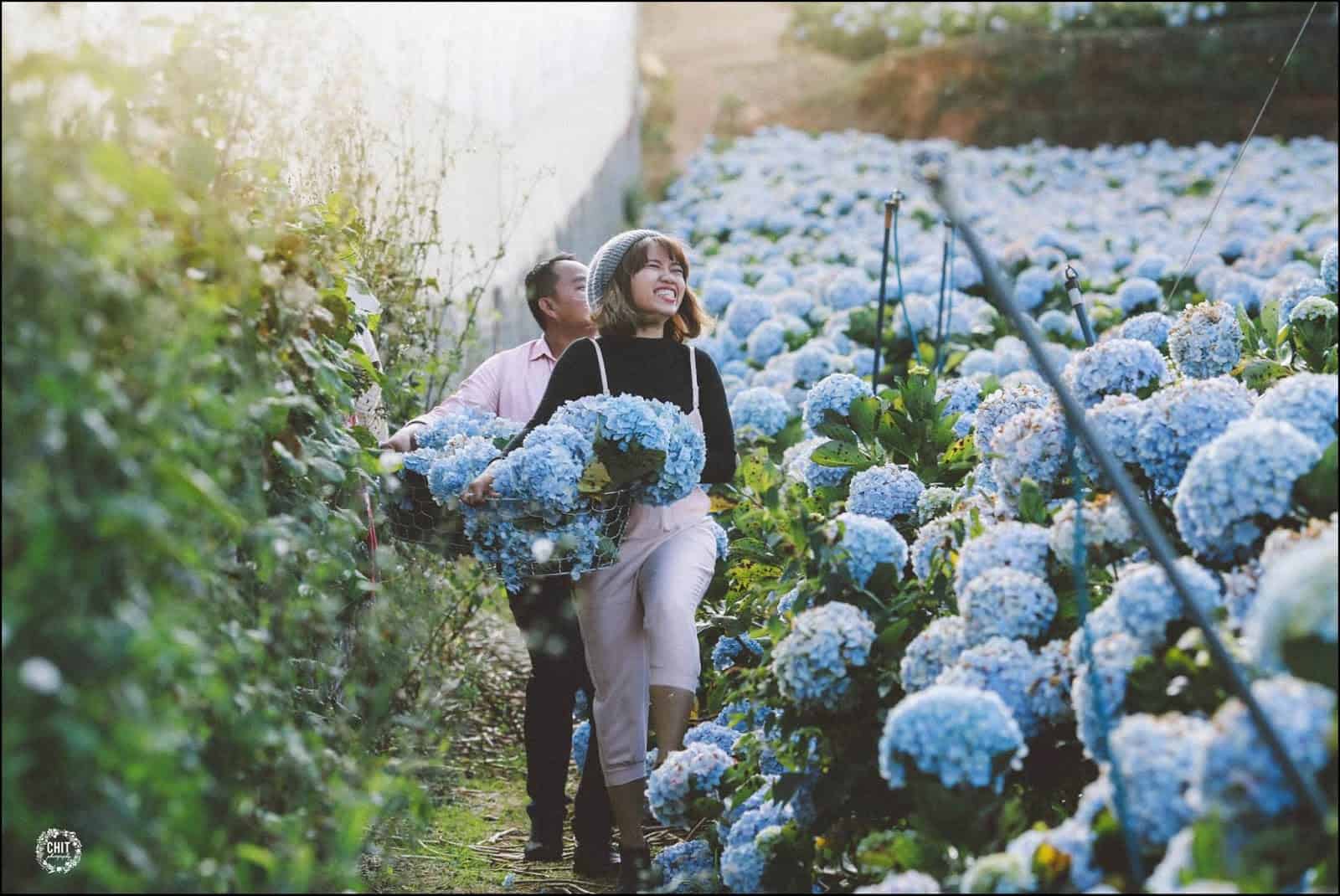 Vườn Hoa Cẩm Tú Cầu